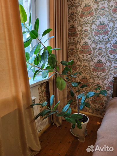 Комнатные цветы