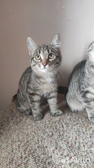 Чудесные котятки -котики