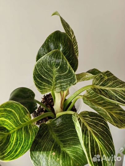 Филодендрон биркин