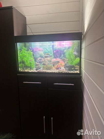 Аквариум