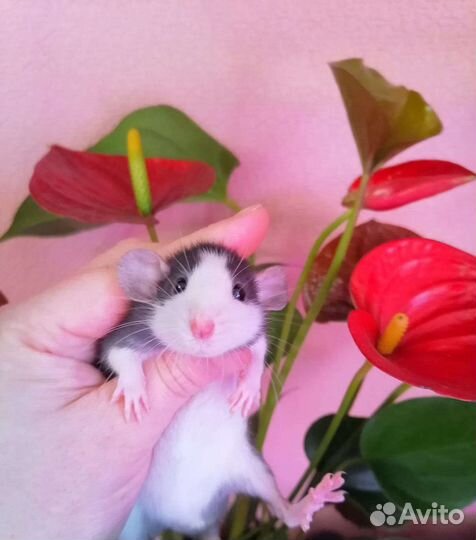 Крыса крысята дамбо девочки