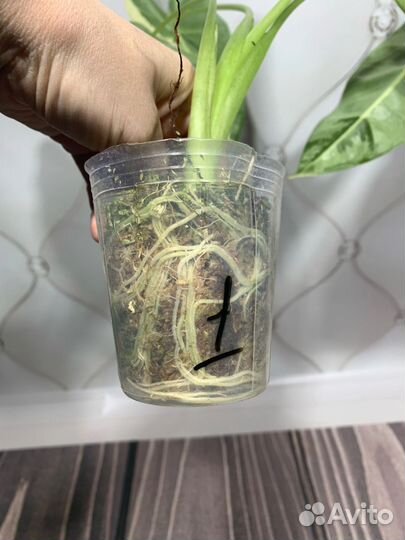 Алоказия Фрайдек вариегатная