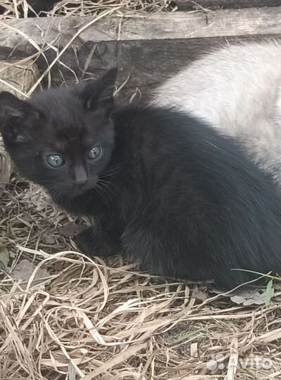 Черный котенок девочка