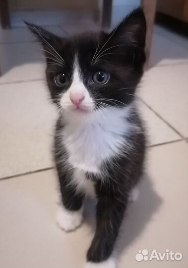 Котенок девочка