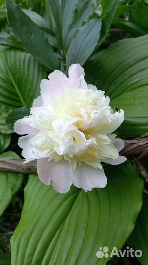 Пионы (делёнки)