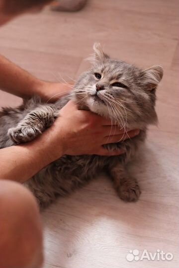Кот Сёма