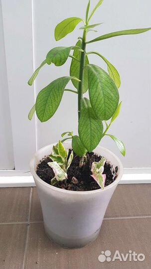 Молочай, аглоанема, бегония,каланхое