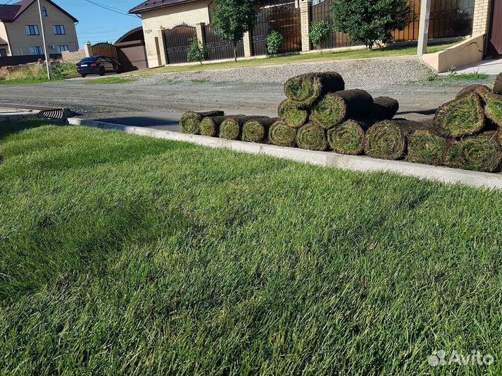 Рулонный газон от производителя