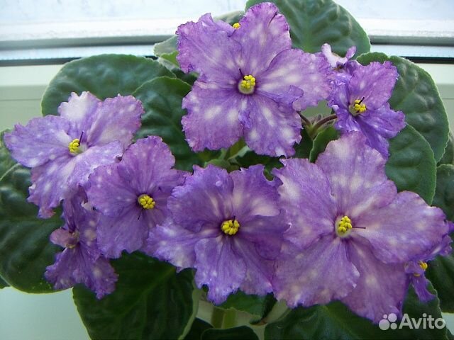 Фиалки-лист укоренённый