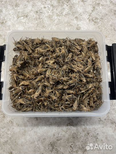 Сверчки кормовые замороженные