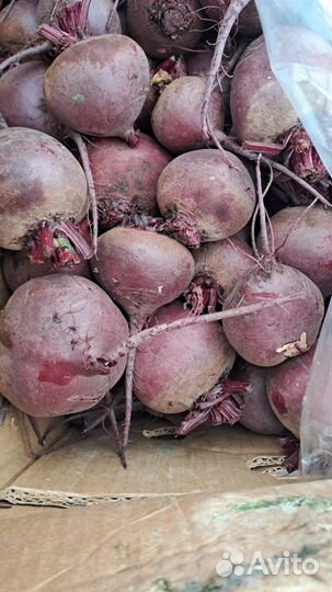 Свекла оптом