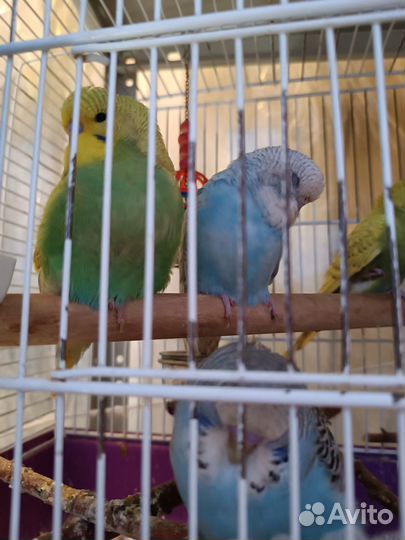 Волнистые попугаи и чехи ввп