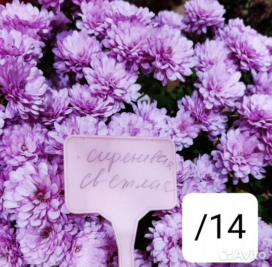 Хризантема мультифлора