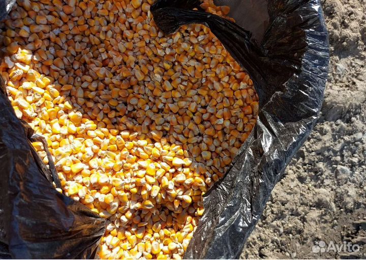 Фуражная кукуруза, Просо на корм/посев