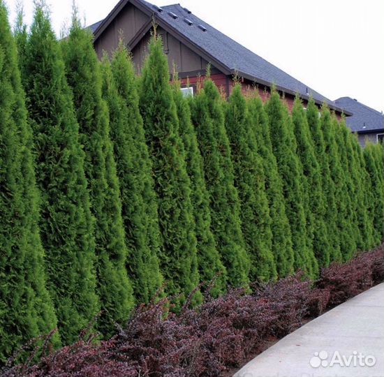 Туи зеленые