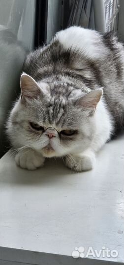 Экзот кошка в дар