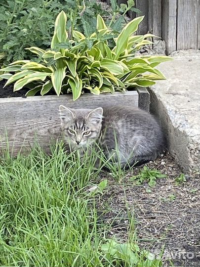Отдам котенка