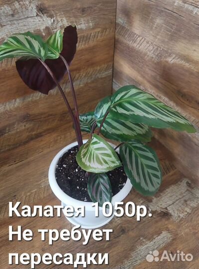 Нефролепис