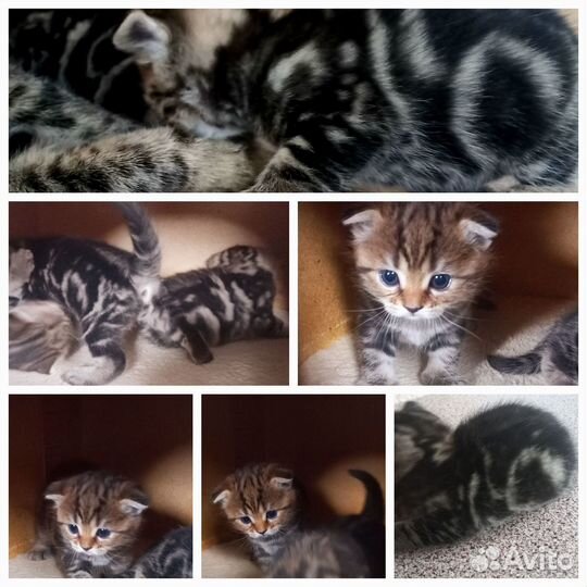 Котята шотландцы