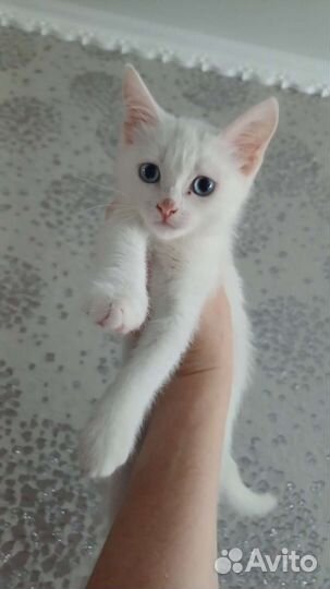 Котята в добрые руки 1 месяц