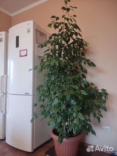 Фикус Бенджамина