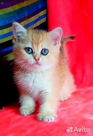 Золотые шотландские котики