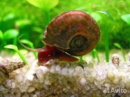 Улитка Катушка