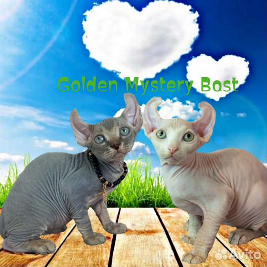 Сфинкс Эльф