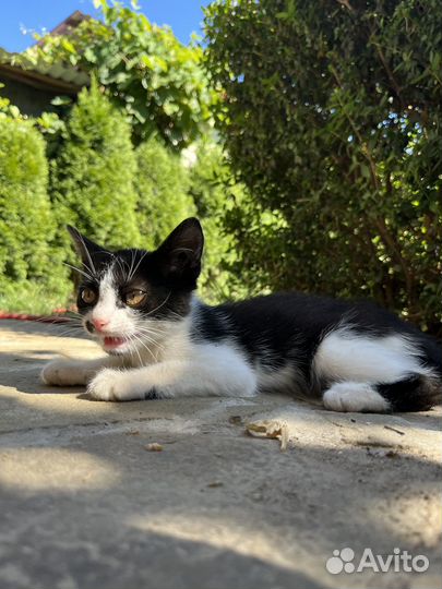 Котенок мальчик,отдам в добрые руки