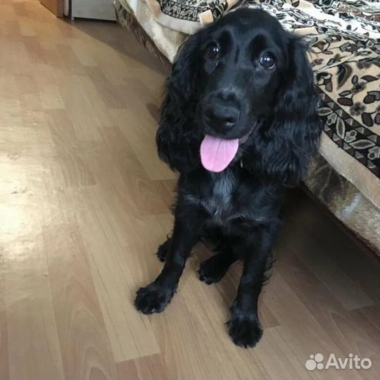 Русский спаниель