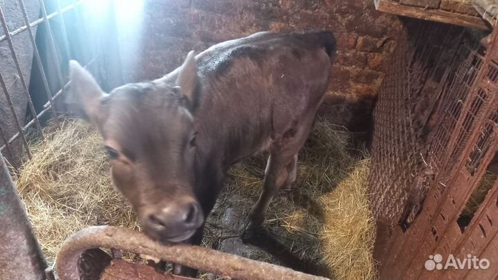 Продаётся бычок