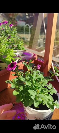 Черенки калиброхоа