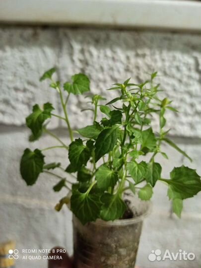 Кампанула, гиппеаструм