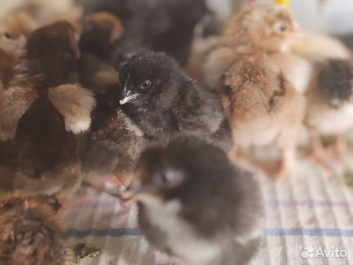 Цыплята кур-несушек мясояичных