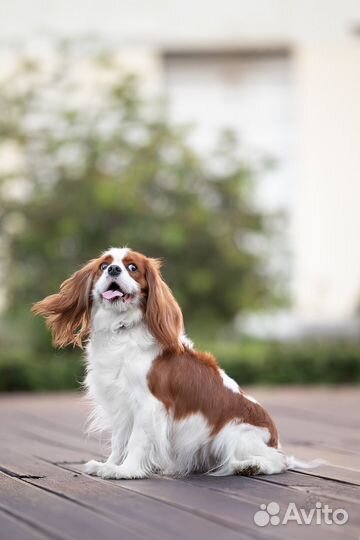 Кавалер кинг чарльз Спаниель девочка 3года