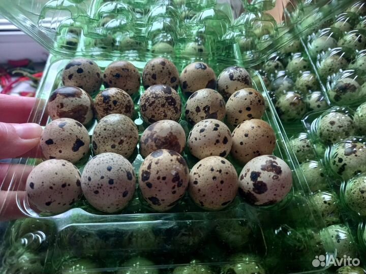 Перепеламясо и яйцо