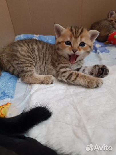 Шотландские котята
