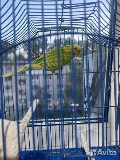 Волнистый попугай с клеткой