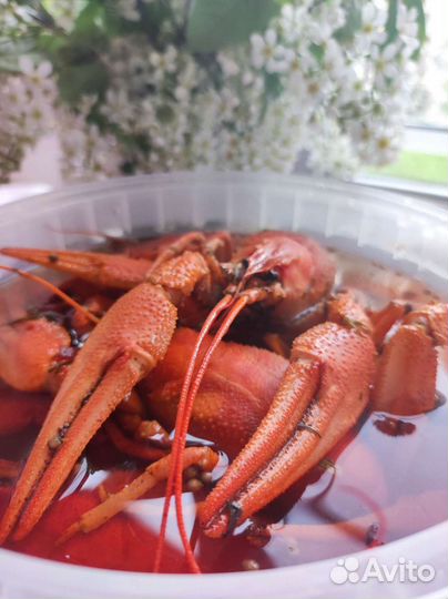 Живые и варёные раки с доставкой 24/7