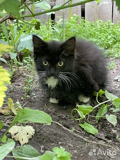 Милые котята ищут добрых хозяев