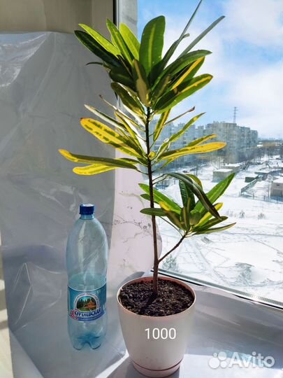 Кротон вариегатный Sunny Star