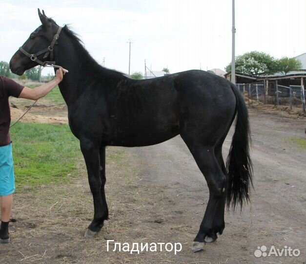 Лошади рысаки