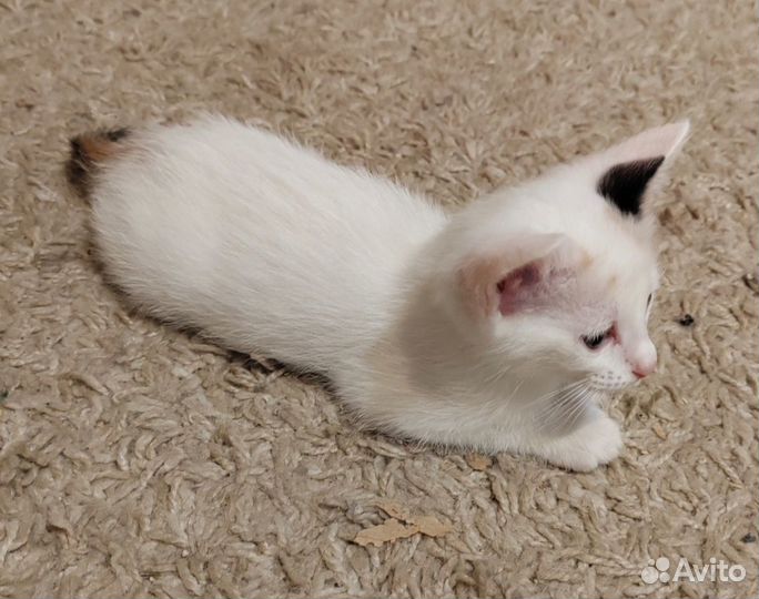 Милые котята в добрые руки