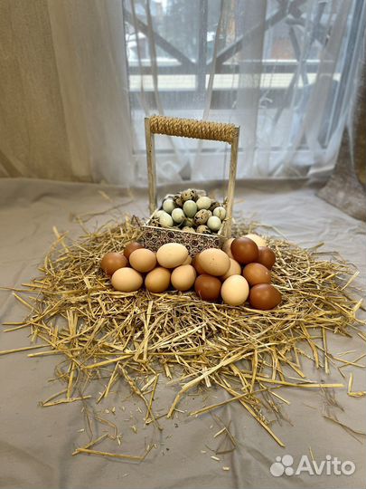 Домашние куриные и перепелиные яйца