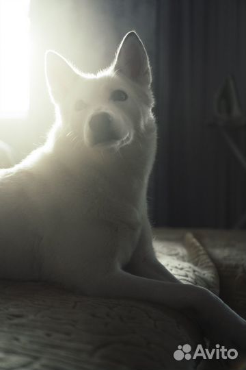 Хаски бесплатно