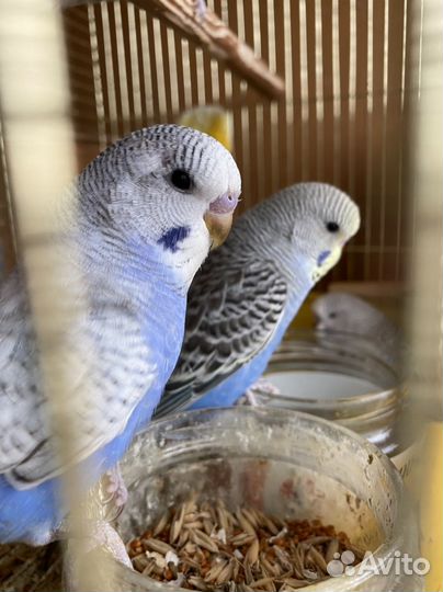 Выставочные волнистые попугаи чехи