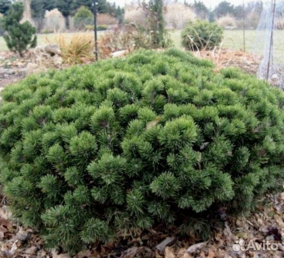 Сосна горная всех размеров