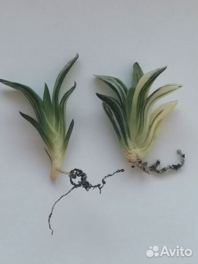 Haworthia retusa variegata