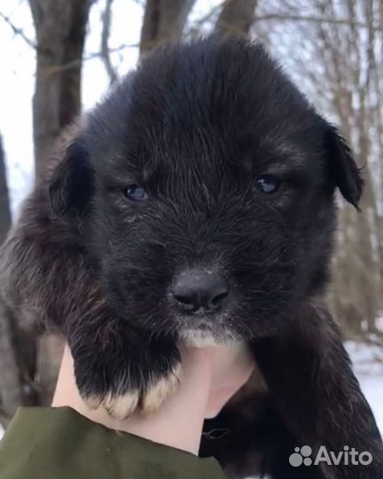 Щенки алабая