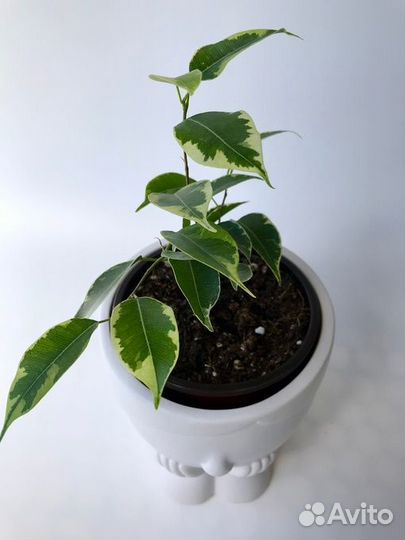 Фикусы разных сортов. комнатные цветы